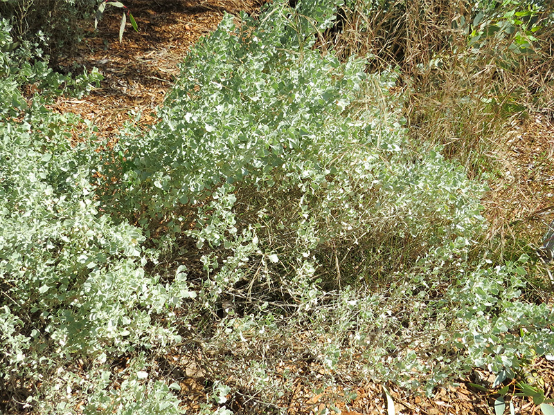 Atriplex-nummularia-subsp-spathulata frm.jpg